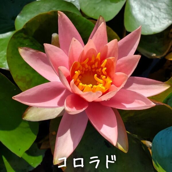 【青い森めだか】耐寒性睡蓮・スイレン・水草「コロラド」1株