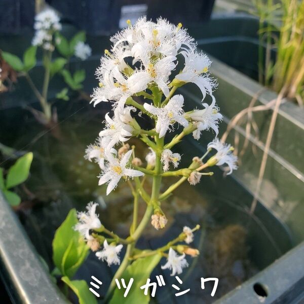 【青い森めだか】水生植物・水草「ミツガシワ」1株