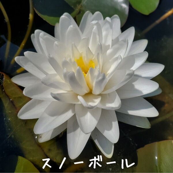 【青い森めだか】耐寒性睡蓮・スイレン・水草「スノーボール」1株