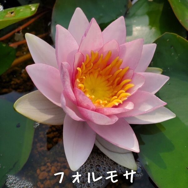 【青い森めだか】耐寒性睡蓮・スイレン・水草「フォルモサ」1株