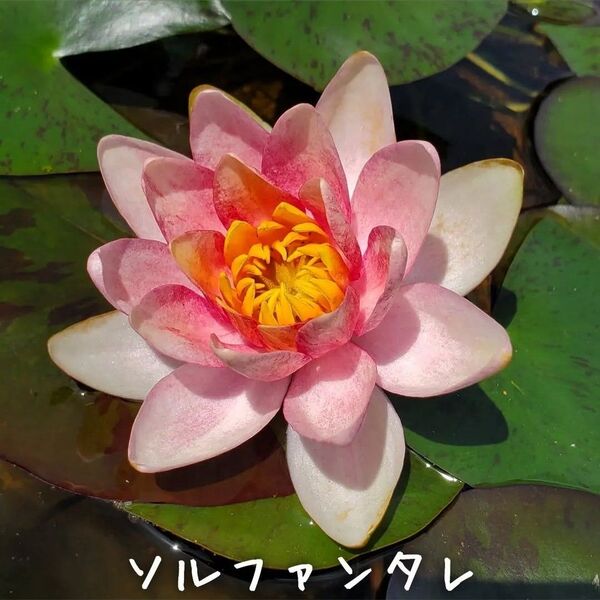【青い森めだか】姫睡蓮・スイレン・水草「ソルファンタレ」1株