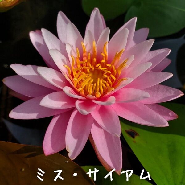【青い森めだか】耐寒性睡蓮・スイレン・水草「ミス・サイアム」1株