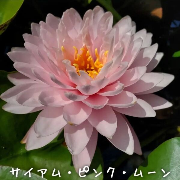 【青い森めだか】耐寒性睡蓮・スイレン・水草「サイアム・ピンク・ムーン」1株