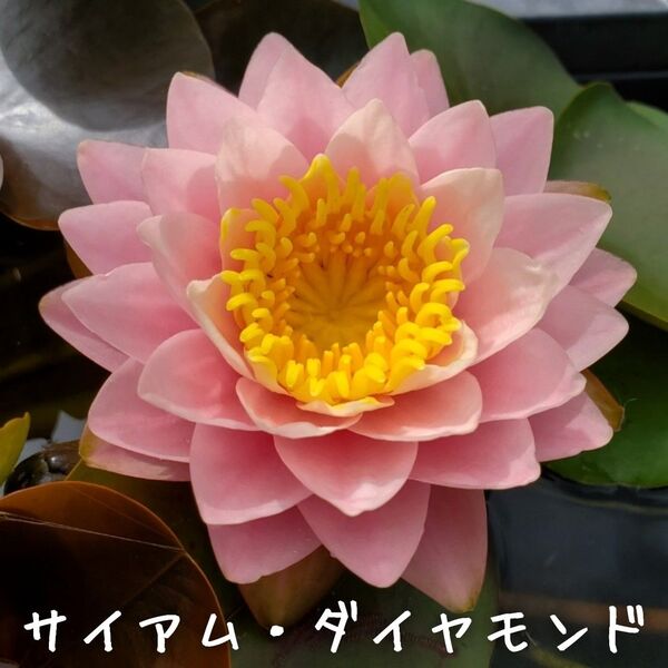 【青い森めだか】耐寒性睡蓮・スイレン・水草「サイアム・ダイヤモンド」1株