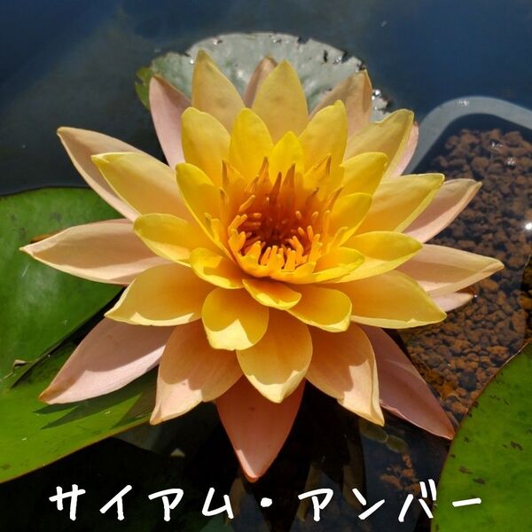 【青い森めだか】耐寒性睡蓮・スイレン・水草「サイアム・アンバー」1株