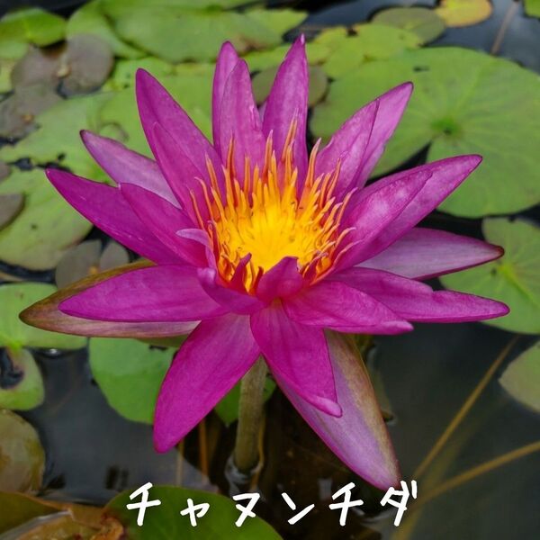 【青い森めだか】亜属間交配睡蓮・スイレン・水草「チャヌンチダ」1株