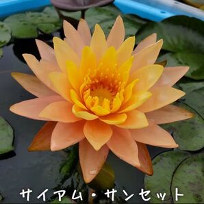【青い森めだか】耐寒性睡蓮・スイレン・水草「サイアム・サンセット」1株