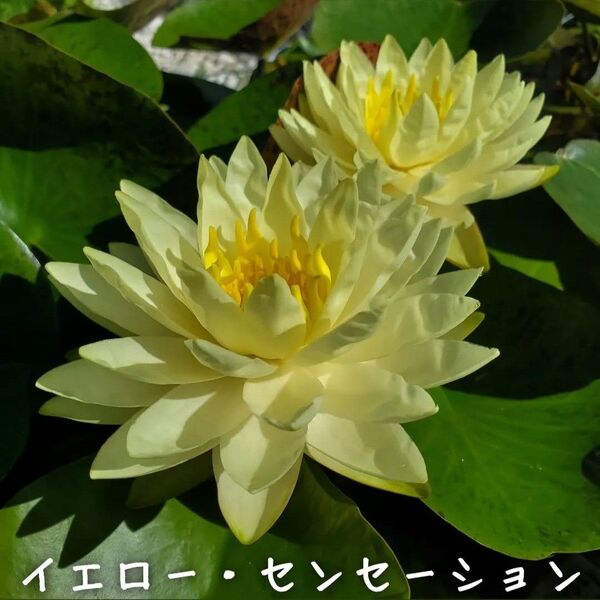【青い森めだか】耐寒性睡蓮・スイレン・水草「イエロー・センセーション」