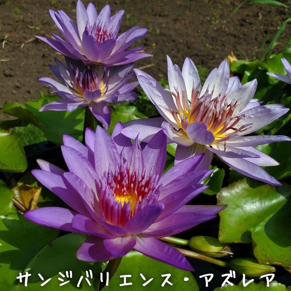 【青い森めだか】熱帯睡蓮・スイレン・水草「サンジバリエンス・アズレア」バルブ1つ