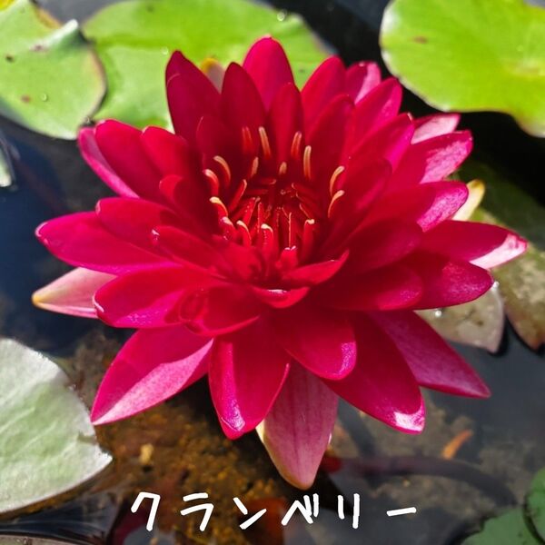 【青い森めだか】耐寒性睡蓮・スイレン・水草「クランベリー」1株