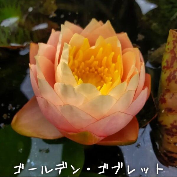 【青い森めだか】耐寒性睡蓮・スイレン・水草「ゴールデン・ゴブレット」1株