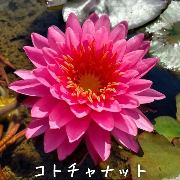 【青い森めだか】耐寒性睡蓮・スイレン・水草「コトチャナット」1株