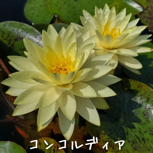 【青い森めだか】耐寒性睡蓮・スイレン・水草「コンコルディア」1株