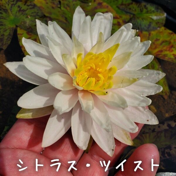 【青い森めだか】耐寒性睡蓮・スイレン・水草「シトラス・ツイスト」1株