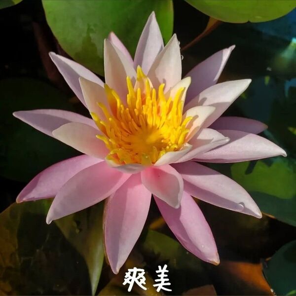 【青い森めだか】耐寒性睡蓮・スイレン・水草「爽美」1株