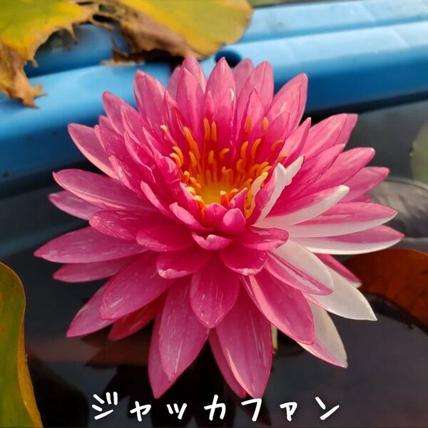 【青い森めだか】耐寒性睡蓮・スイレン・水草「ジャッカファン」1株