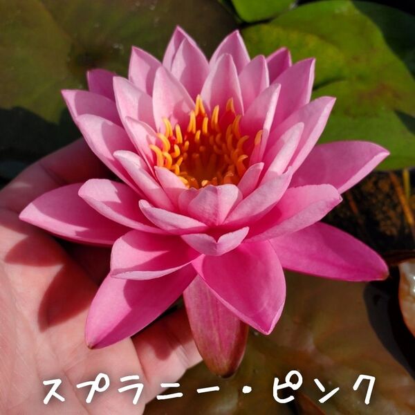【青い森めだか】耐寒性睡蓮・スイレン・水草「スプラニー・ピンク」1株