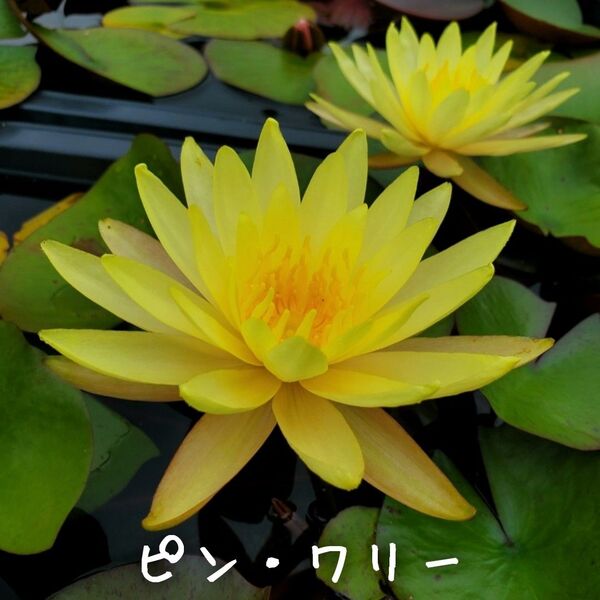 【青い森めだか】耐寒性睡蓮・スイレン・水草「ピン・ワリー」1株