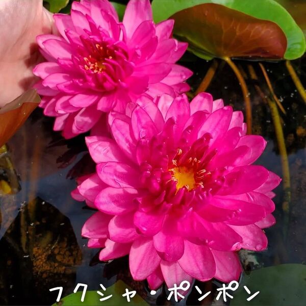 【青い森めだか】耐寒性睡蓮・スイレン・水草「フクシャ・ポンポン」1株