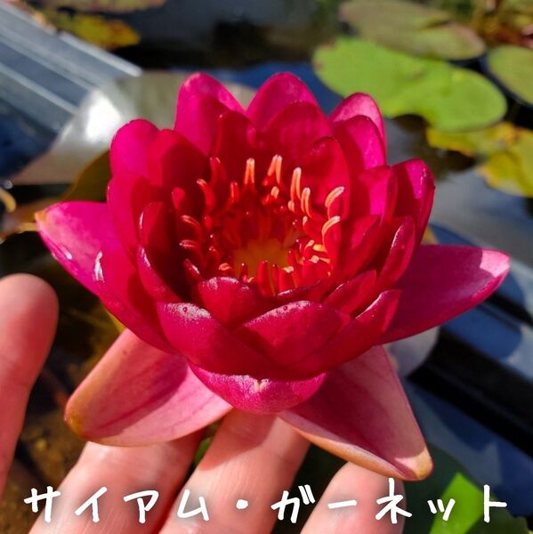 【青い森めだか】耐寒性睡蓮・スイレン・水草「サイアム・ガーネット」1株