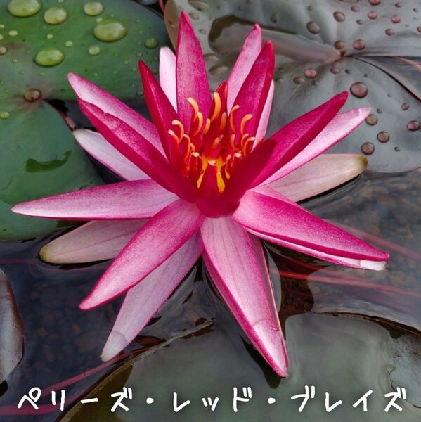【青い森めだか】耐寒性睡蓮・スイレン・水草「ペリーズ・レッド・ブレイズ」1株