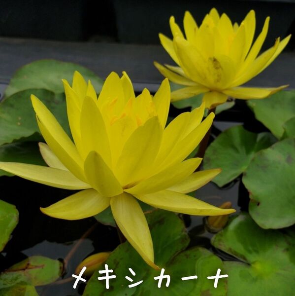 【青い森めだか】耐寒性睡蓮・原種・スイレン・水草「メキシカーナ」1株