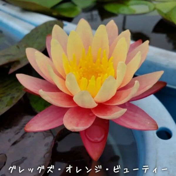 【青い森めだか】耐寒性睡蓮・スイレン・水草「グレッグズ・オレンジ・ビューティー」1株