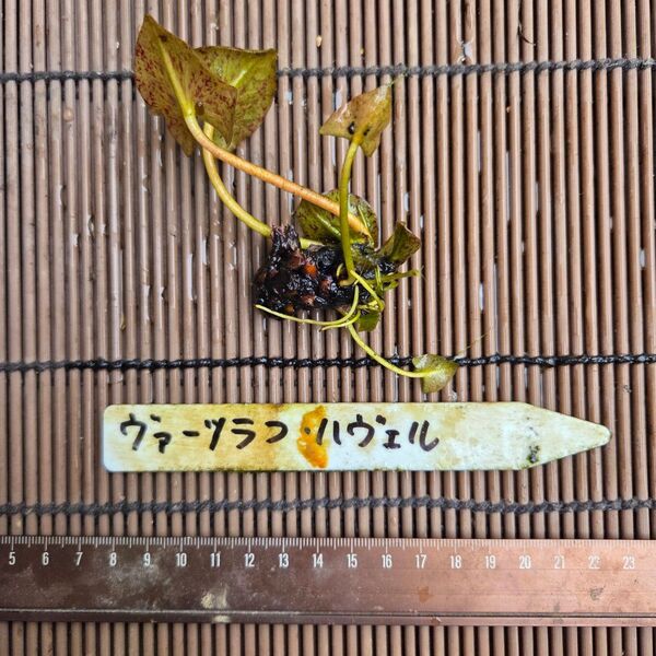 【青い森めだか】耐寒性睡蓮・スイレン・水草「ヴァーツラフ・ハヴェル」1株