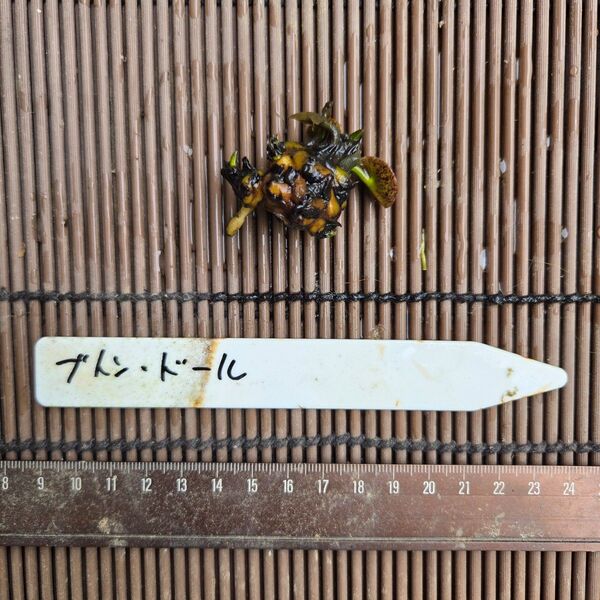 【青い森めだか】耐寒性睡蓮・スイレン・水草「ブトンドール」1株