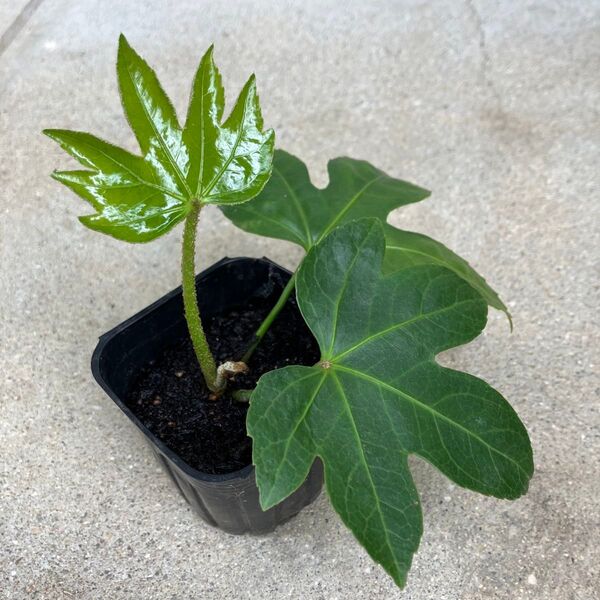 《やつで》新芽取り株☆観葉植物☆かわいい葉っぱ