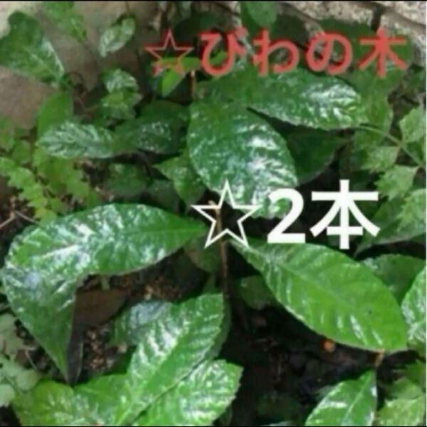 《びわの木》実生苗2本☆甘い実☆鉢でも育てられる果樹