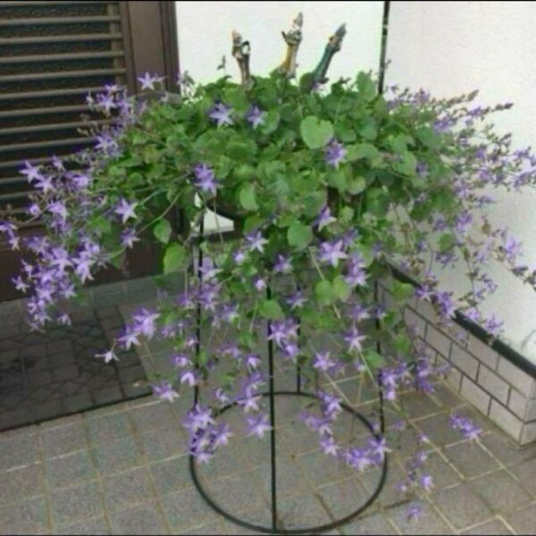 《カンパニュラアルペンブルー》株分け後成長苗☆星型ブルー系の小花☆宿根草☆年々増えます