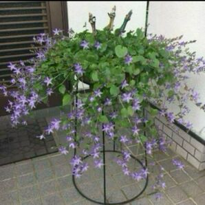 《カンパニュラアルペンブルー》株分け成長苗☆花付き☆ブルー系星型の小花☆年々増えます