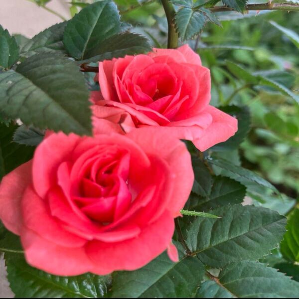 《ミニ薔薇》挿し木後成長苗☆蕾付き
