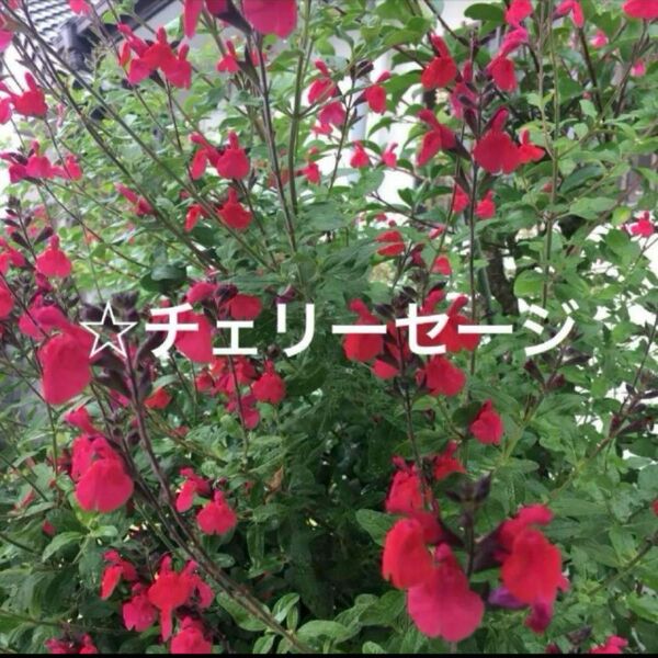 《チェリーセージ☆挿し木後成長苗☆赤い小花☆爽やかな香り☆ハーブ