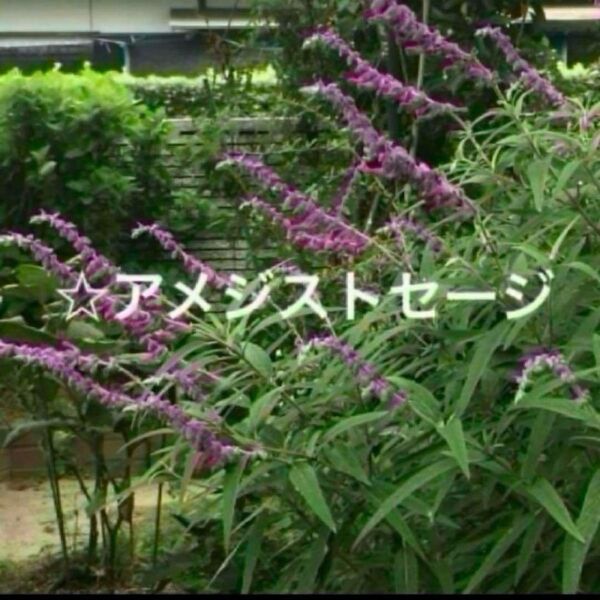 《アメジストセージ》挿し木後成長苗☆ベルベッドの様な紫の花☆ハーブ