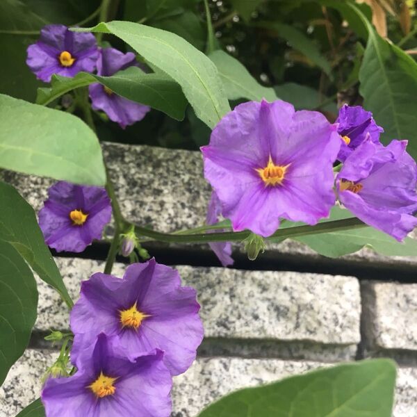 《ソラナムラントネッティ》挿し木後成長苗☆紫の小花☆高知モネの庭