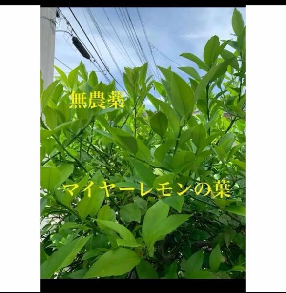 無農薬枝付きレモンの葉