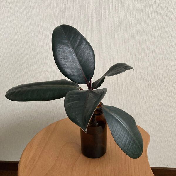 ゴムの木 挿木用 根あり 1本