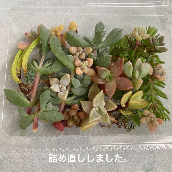多肉植物 カット苗 まとめ売り 根付きあり