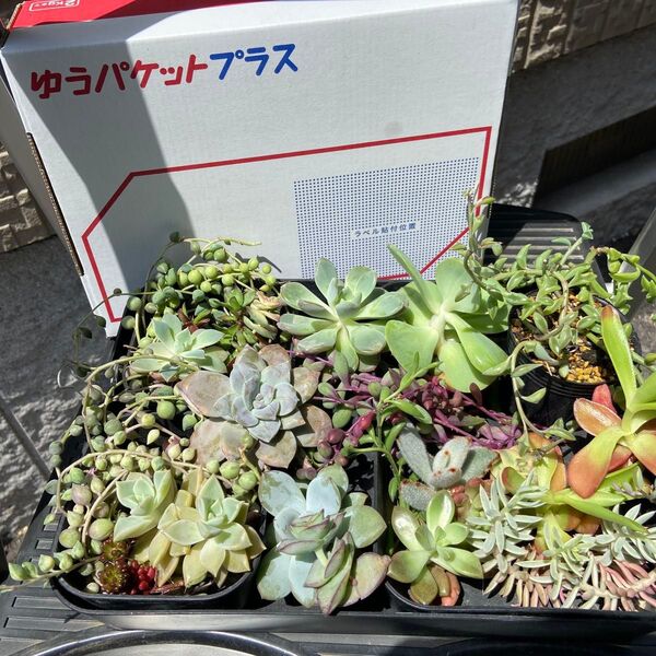 多肉植物 カット苗 ラウイ レッドベリー エケベリア