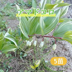 アマドコロ ナルコユリ 5苗