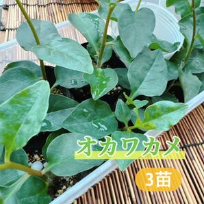 オカワカメ 3苗ポットごと