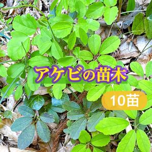 アケビの苗10本セット!!
