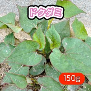 ドクダミ 抜き苗150g!