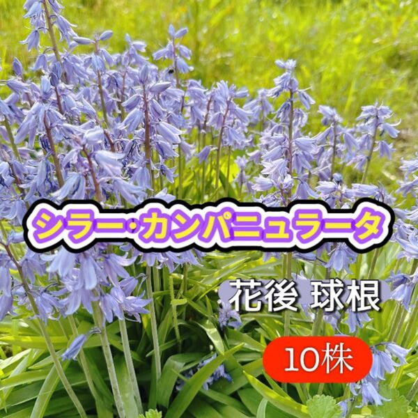 シラー・カンパニュラータ 10株