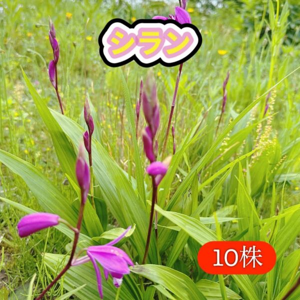 シラン 花後球根 15株