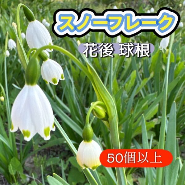 スノーフレーク 球根 50個以上