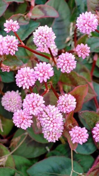 ポリゴナム挿し木用カット枝20本