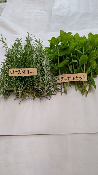 挿し木用カット枝ローズマリーとアップルミント各10本ずつ